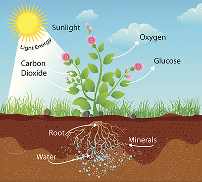 plants making their own food