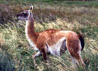 An image of an animal at high altitude