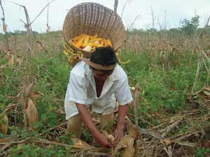 Maya man harvests corn in a basket carried on his back.