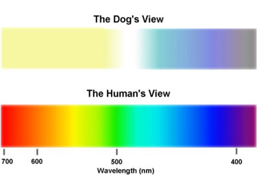 Two color spectrums, one on top showing a dog's view and one on the bottom showing the human's view